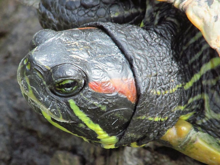 turtle, macro, zoo, eye, one animal, animal themes, close-up HD wallpaper