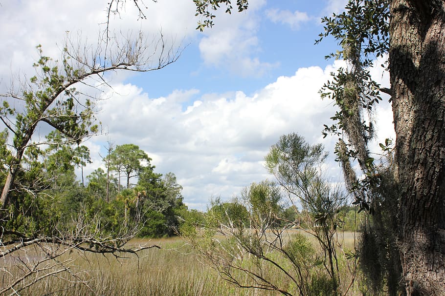nature, marsh, clouds, environment, trees, bushes, green, sky HD wallpaper