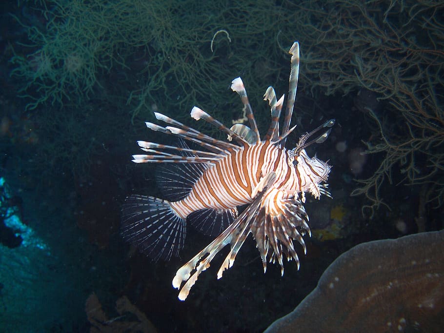 Pterois, Fish, Lionfish, Cobra, cobra fish, sulawesi, walea HD wallpaper
