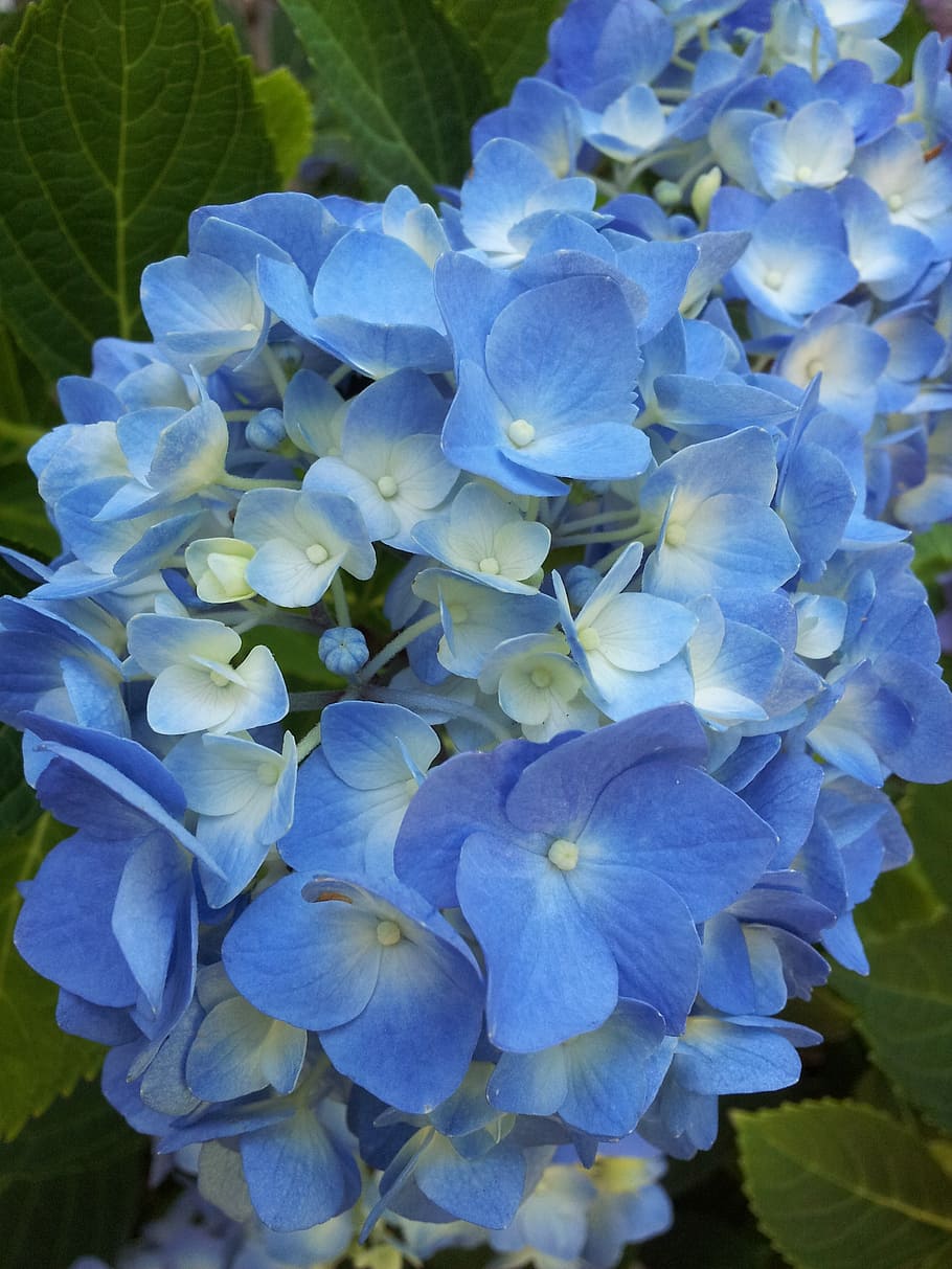 flowers, floral, hydrangea, blue, plants, shrubs, bloom, flowering plant HD wallpaper