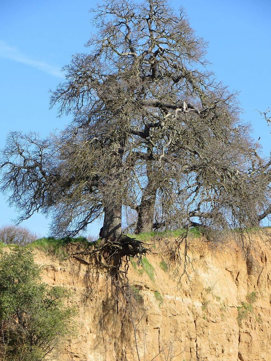 roots, erosion, exposure, tree, organic, agriculture, outdoors HD wallpaper