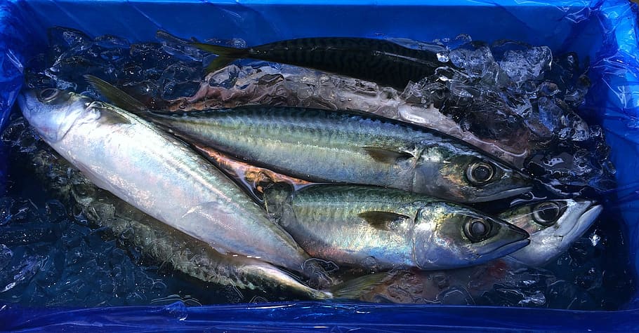 Fish, Ice, Blue, Seiyu Ltd, living, supermarket, fresh fish HD wallpaper