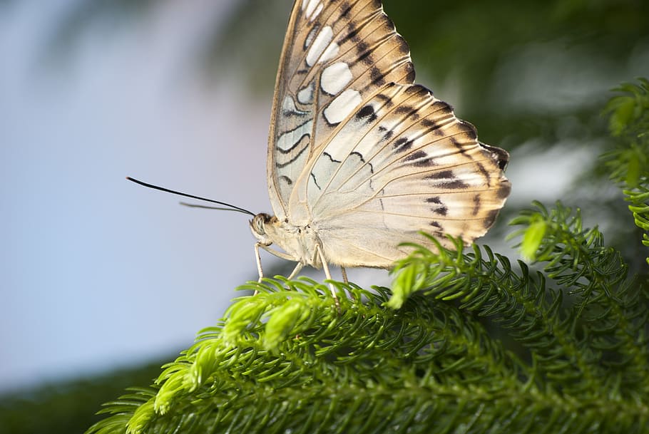 butterfly, insect, monarch, wings, wildlife, nature, plant HD wallpaper