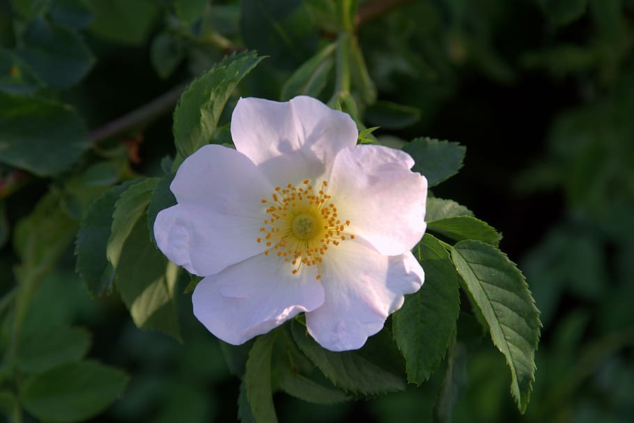 HD wallpaper: wild rose, flower, flower wild rose, white, pink, cream ...