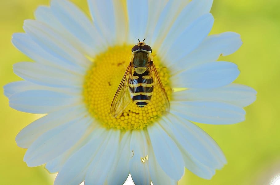 daisy, wasp, yellow, blossom, animal, fly, plant, flora, garden HD wallpaper