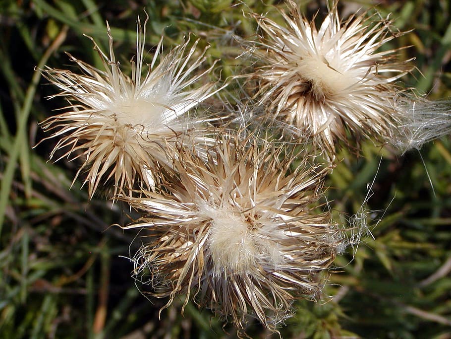 autumn, meadow, grass, thistle, hairy, wild flowers, nature HD wallpaper