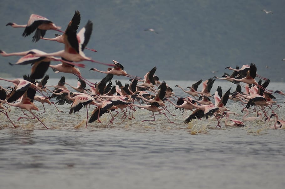 flamingos, flying, flight, birds, pink, animals in the wild HD wallpaper