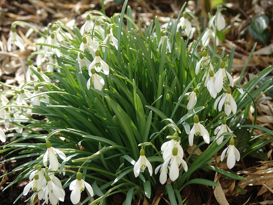 Snowdrop, Easter, Spring, Bloom, Focus, flowers, green, white HD wallpaper