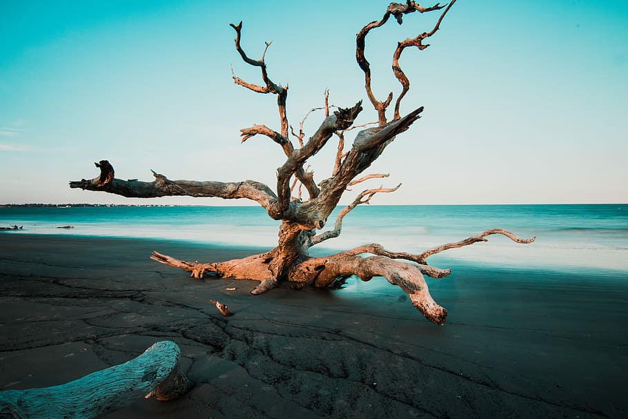 driftwood on grey beach sands, brown drifted wood on seashore HD wallpaper
