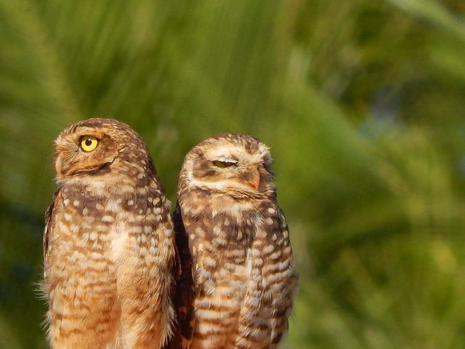 Burrowing Owl, Bird, animal wildlife, animals in the wild, day HD wallpaper
