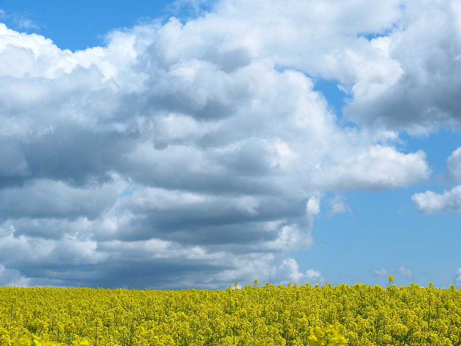 Field, Oilseed Rape, Clouds, field of rapeseeds, sky, summer HD wallpaper
