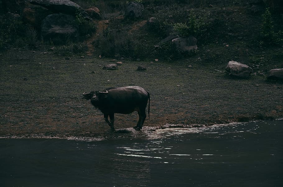 black water buffalo by water at night time, black water buffalo near body of water during nighttime HD wallpaper