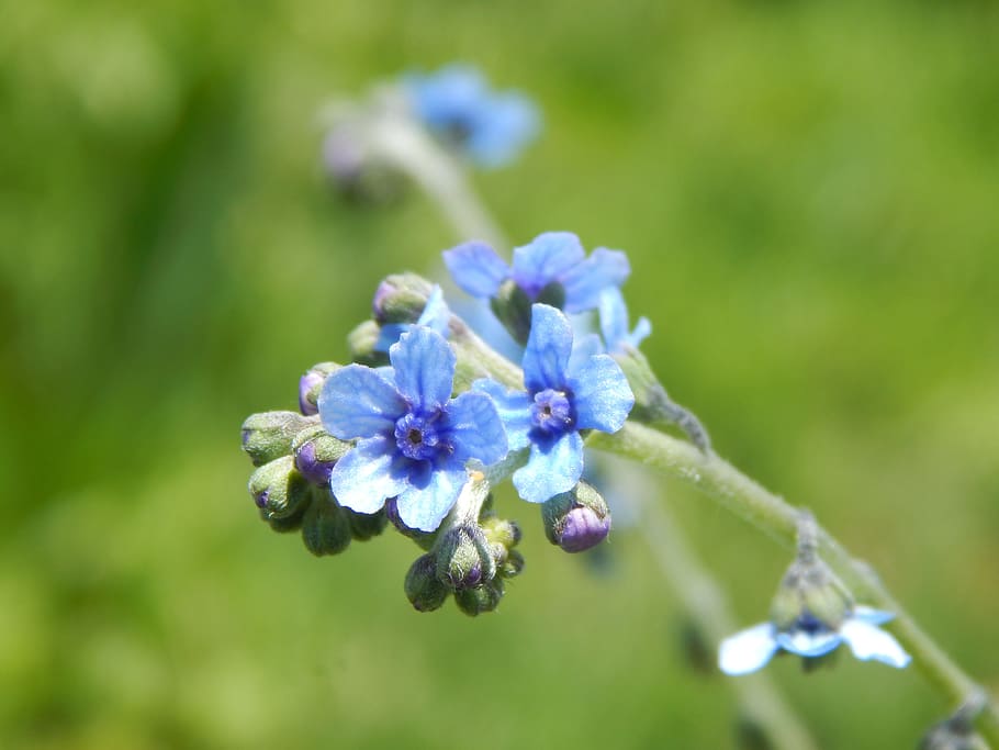 flowers, wild, small, celestial, flowering plant, vulnerability HD wallpaper