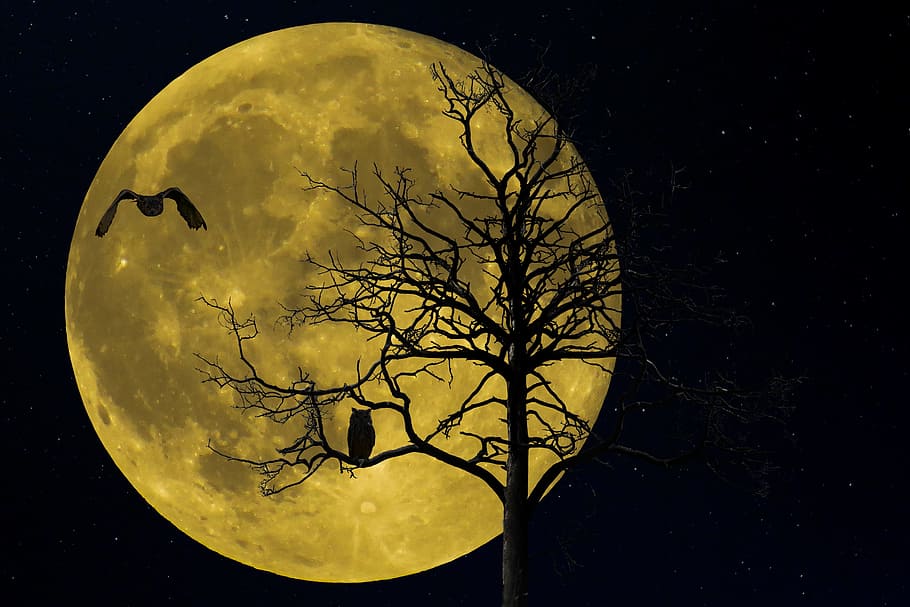 silhouette of moon and trees at nighttime, nature, landscape HD wallpaper