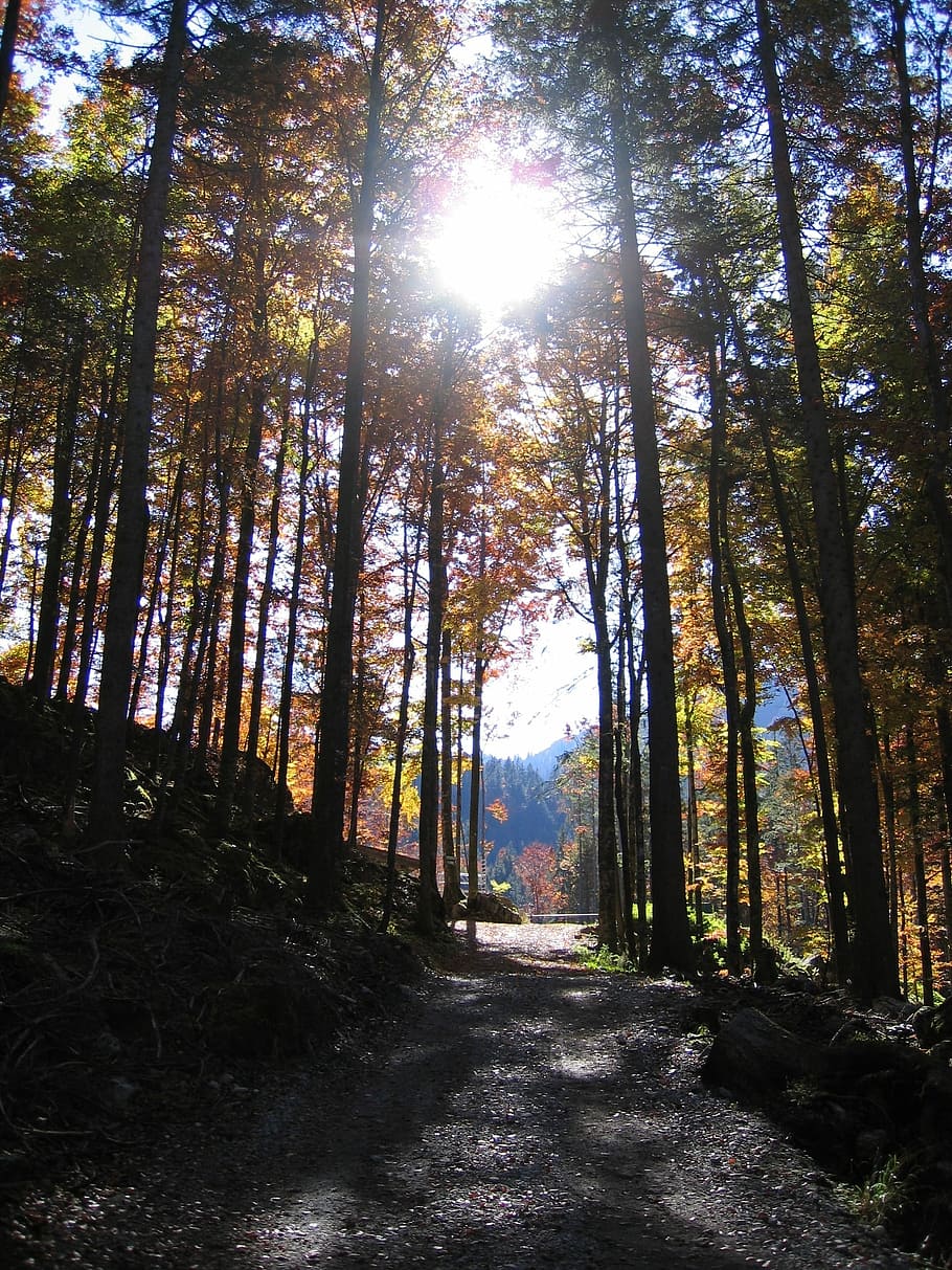 Autumn, Forest, Fall Color, Leaves, fall foliage, sunbeam, nature HD wallpaper