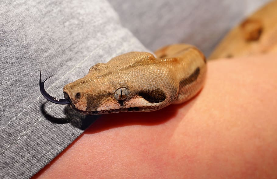 brown snake on grey textile, boa constrictor, head, close, reptile HD wallpaper