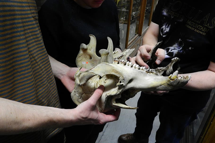 Skull, Skeleton, Teeth, Anatomy, Jaw, animal skull, indoors HD wallpaper