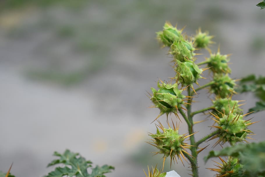 nature, trees, flowers, plant, growth, green color, day, focus on foreground HD wallpaper