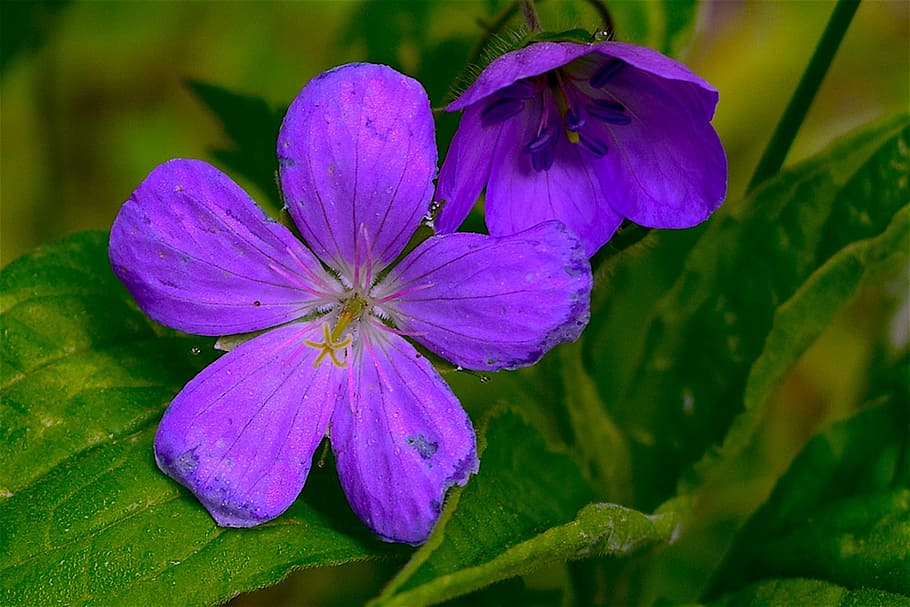 Flower, Purple, Nature, Spring, Green, floral, plant, blossom HD wallpaper