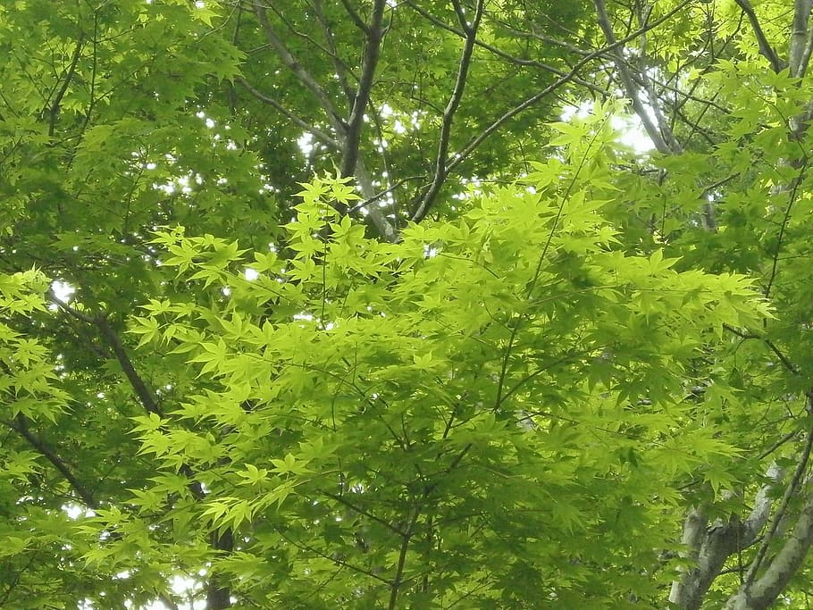 Maple Leaf, green, fresh green, arboretum, nature, forest, freshness HD wallpaper