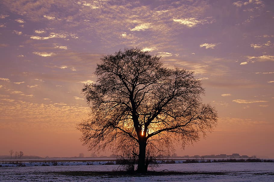 black withered tree, lonely, sunset, winter, colors, snow, twilight HD wallpaper