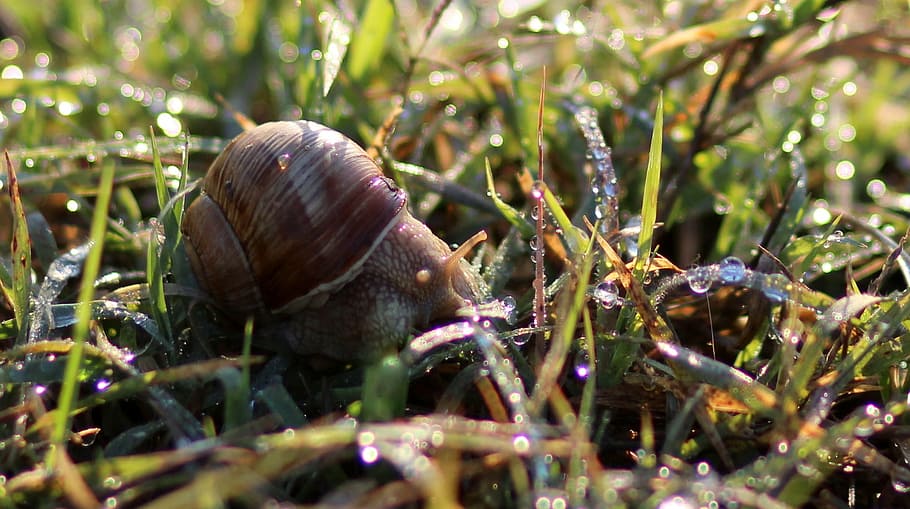 snail, dew, morning, grass, water, nature, animal wildlife HD wallpaper