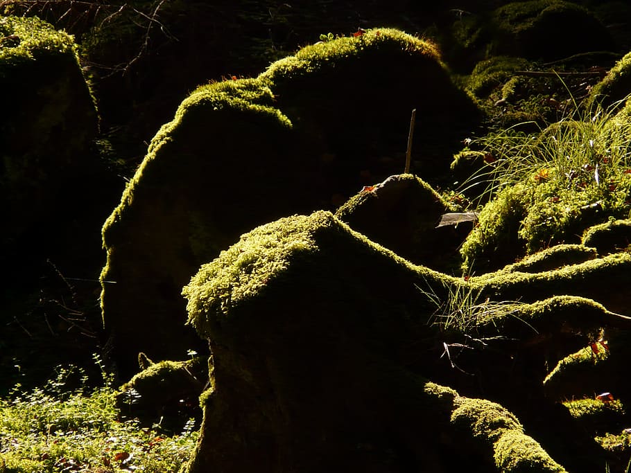 Log, Root, Forest, Tree, Moss, Light, shadow, hell, dark, green HD wallpaper