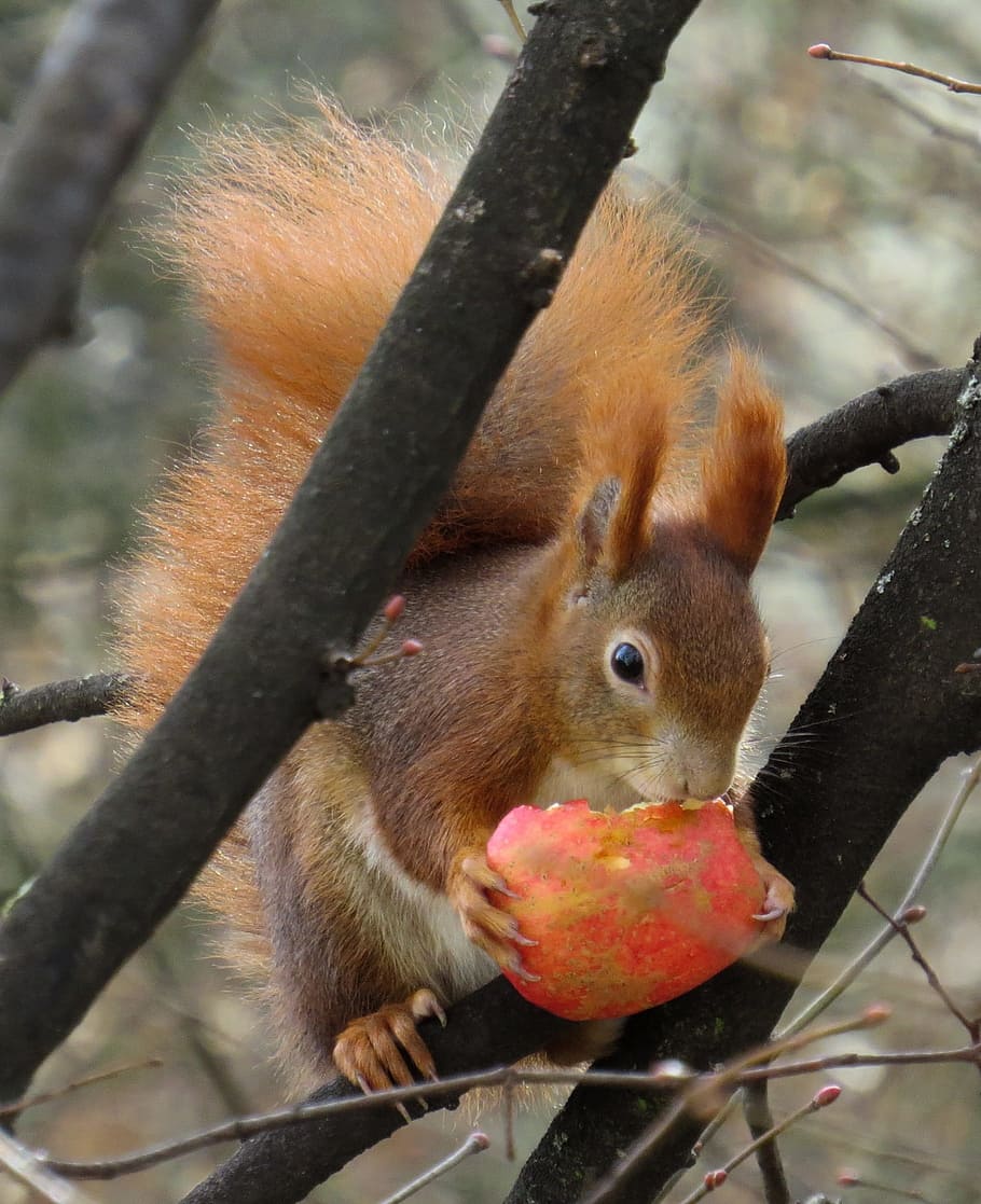 Squirrel, Cute, Croissant, Eat, Tree, spring, sweet, apple HD wallpaper