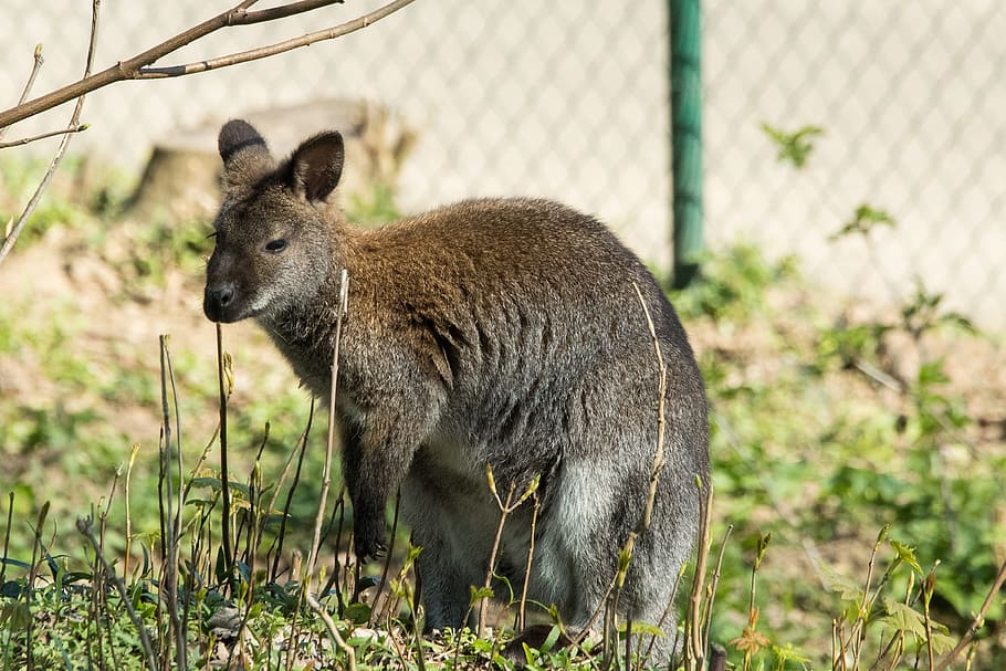 Kangaroo, Zoo, Animal, animal wildlife, animals in the wild HD wallpaper