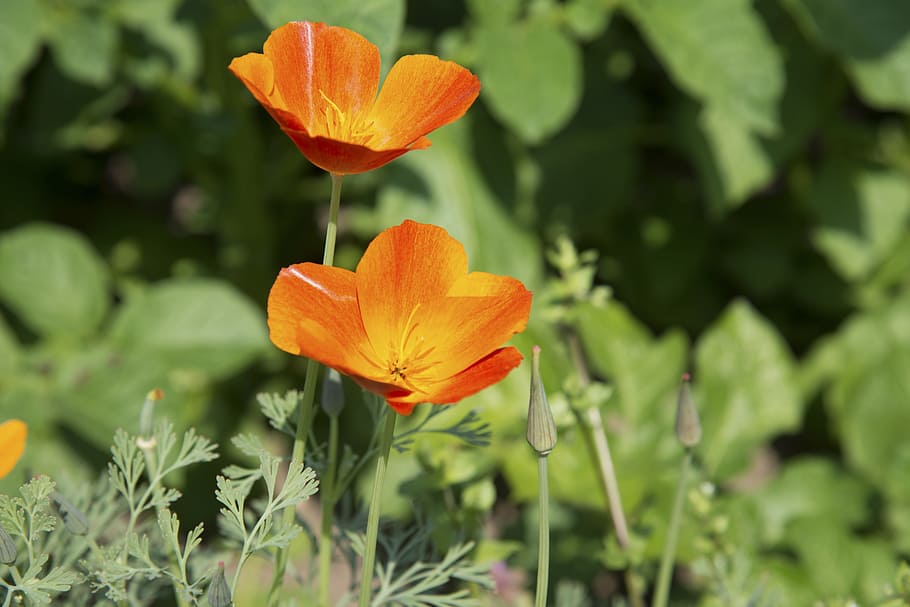 Poppy, Flower, Bud, Spring, March, Bloom, garden, orange, sun, HD wallpaper