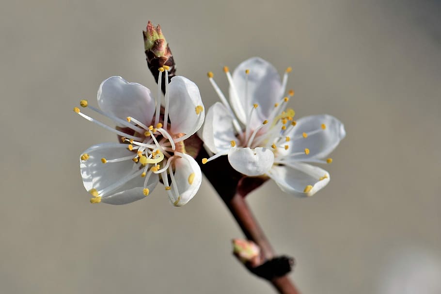 Apricot blossom 1080P, 2K, 4K, 5K HD wallpapers free download