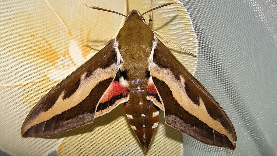 moth, butterfly, insect, closeup, nature, animal themes, animal wildlife HD wallpaper