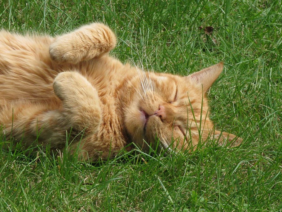 cat, ginger, relax, grass, domestic Cat, pets, animal, cute HD wallpaper