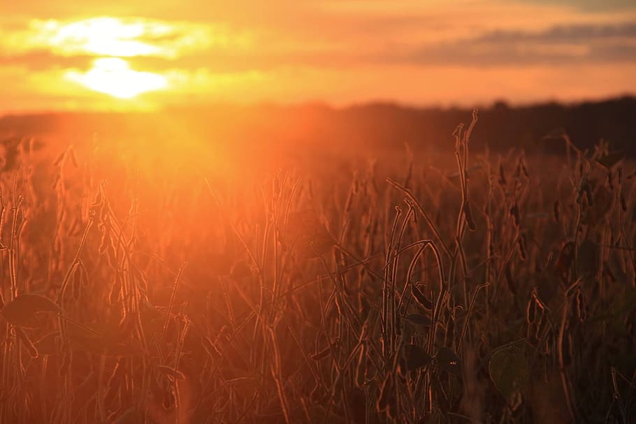 brown grass during golden hour, sunrise, sunset, sky, travel HD wallpaper