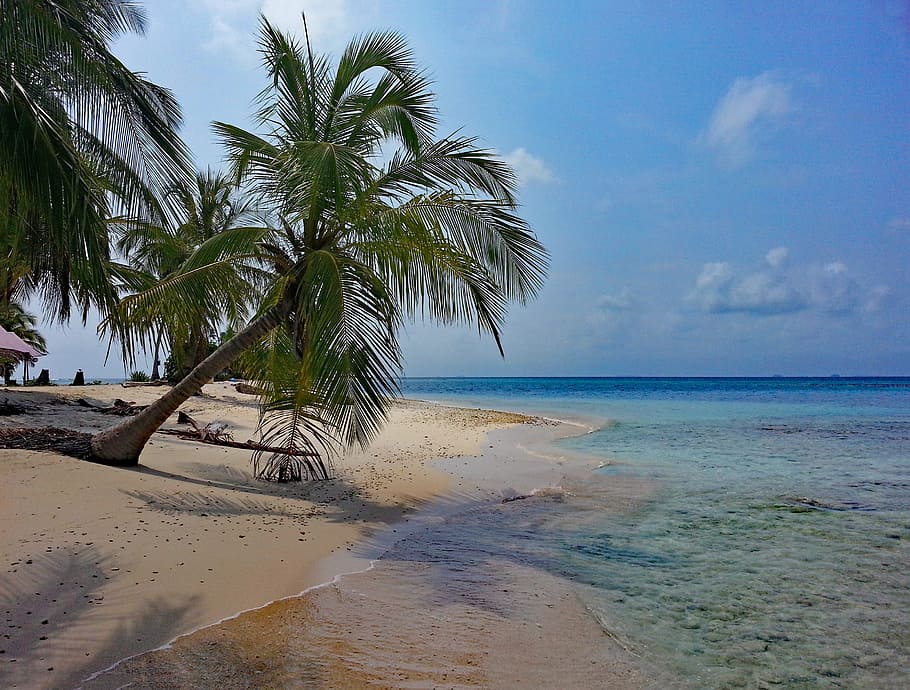 coconut tree on white sand beach, isla diablo, san blas, panama