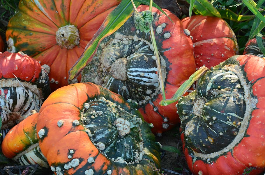 Pumpkin, Field, Garden, Eat, pumpkins, red, orange, vegetable HD wallpaper