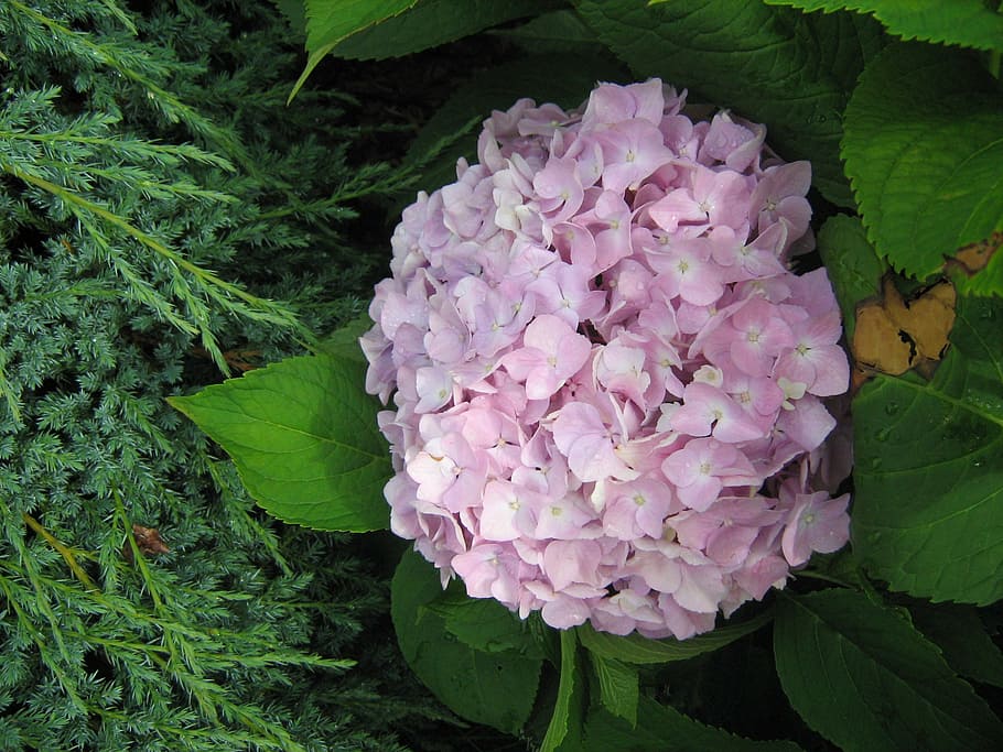 hydrangea, flower, garden, beauty in nature, plant, flowering plant HD wallpaper