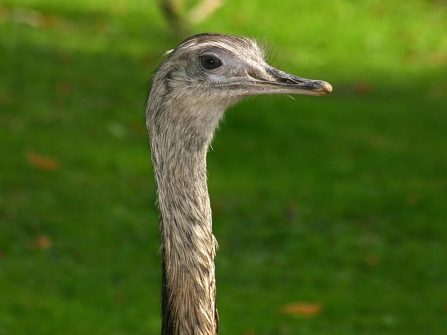 Emu, Bird, Head, wildlife, animal, ostrich, nature, beak, animal Neck HD wallpaper