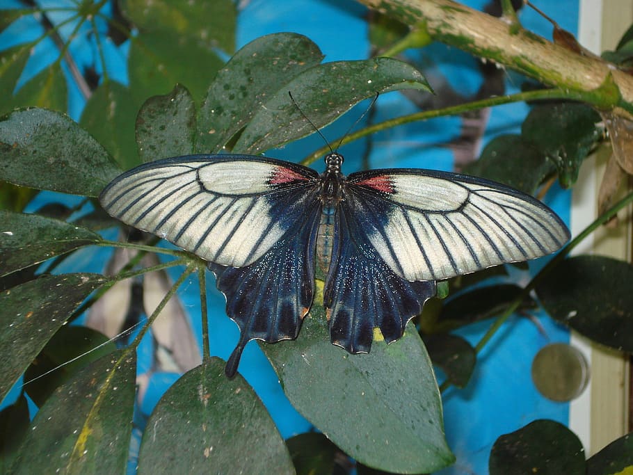 Butterfly, White, Insect, Close, blue, animal themes, butterfly - insect HD wallpaper