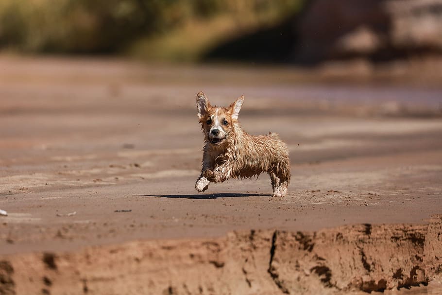 brown dog running, tan Pembroke Welsh corgi puppy running during daytime, HD wallpaper