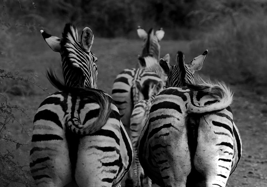 monochrome, zebra, zebra buttocks, group of animals, animal wildlife HD wallpaper