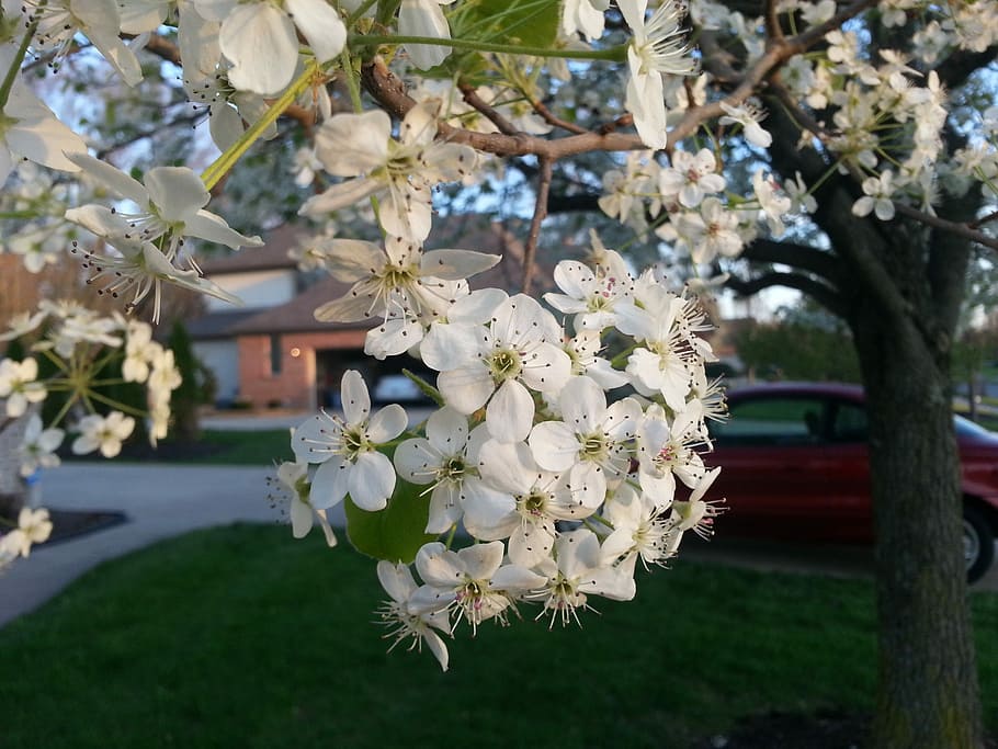 pear blossoms, spring, flowering tree, plant, flowering plant HD wallpaper
