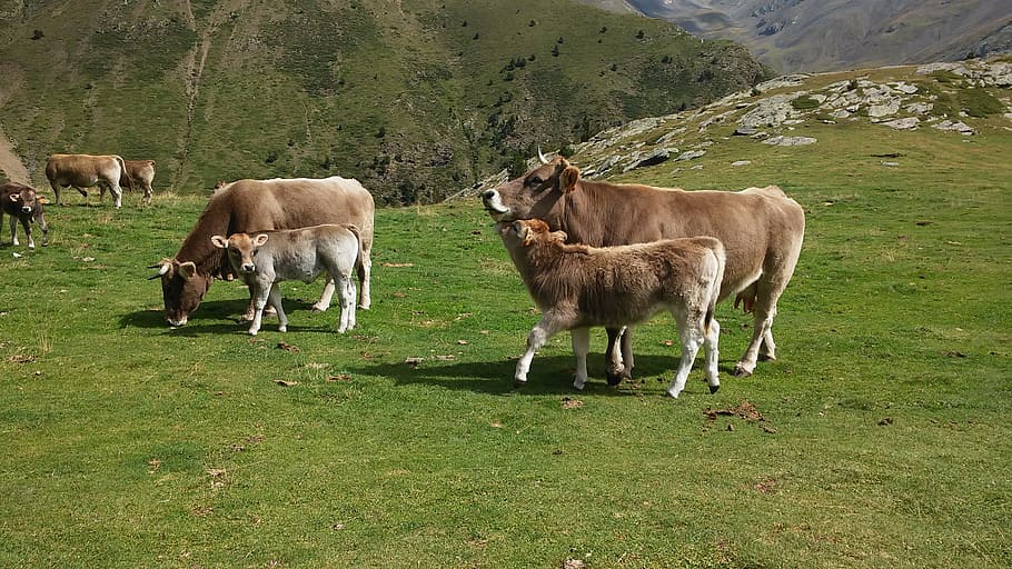 cows, mountain, nature, mammal, domestic animals, animal themes HD wallpaper