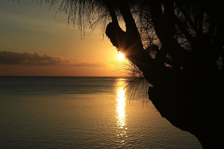 sunset, tropics, island, tree, evening, tmosphere, horizon HD wallpaper
