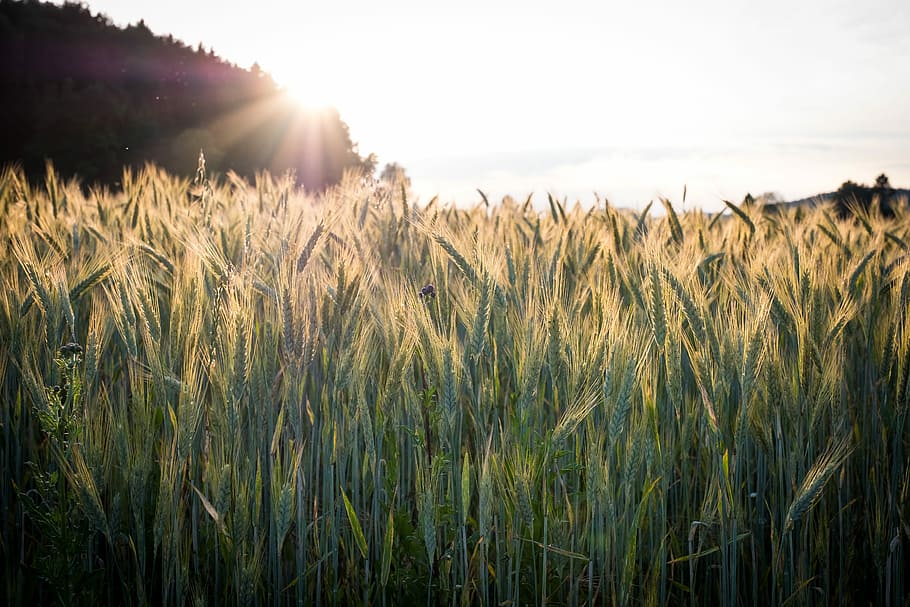 cereals, barley, wheat, spike, field, green, barley field, ear, HD wallpaper