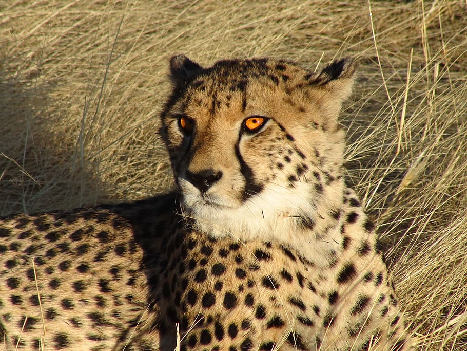 black and brown Leopard, Namibia, Cheetah, Feline, Wildlife, nature, HD wallpaper