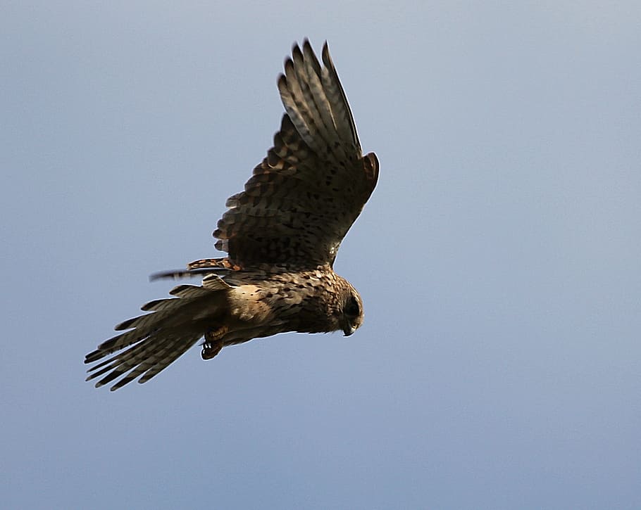 kestrel, bird, feathers, flying, animals in the wild, animal wildlife HD wallpaper
