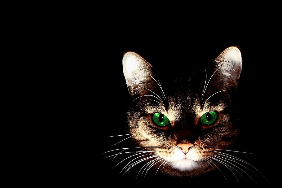 lighted orange tabby cat's face with black background, short hair