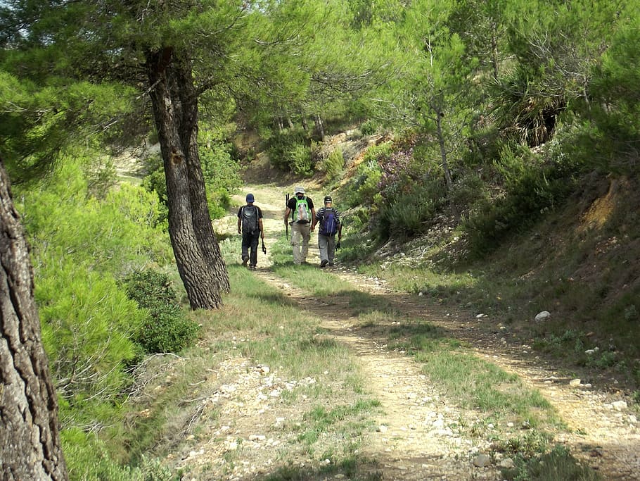 mountain, path, walking, outdoor, hiking, trail, hiking trail HD wallpaper