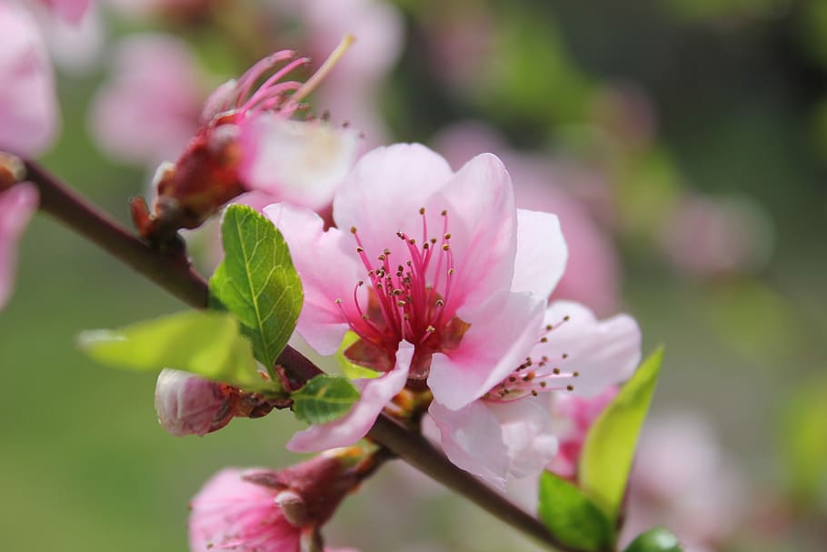 Flower, Spring, Pink, Nature, flowers, signs of spring, fragility HD wallpaper